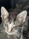 Domestic Shorthaired Cat Cats for sale in Barstow, CA, USA. price: $40