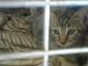 Domestic Shorthaired Cat Cats for sale in Barstow, CA, USA. price: NA