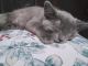 Domestic Shorthaired Cat Cats for sale in Madison, WI, USA. price: NA