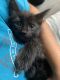 Domestic Shorthaired Cat Cats for sale in Tulsa, OK, USA. price: $40