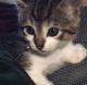 Domestic Shorthaired Cat Cats for sale in Pembroke Pines, FL, USA. price: NA