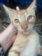 Domestic Shorthaired Cat Cats for sale in Winter Haven, FL, USA. price: NA