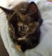 Domestic Shorthaired Cat Cats for sale in Houston, TX, USA. price: NA
