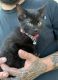 Domestic Shorthaired Cat Cats for sale in Monroe, MI, USA. price: NA