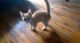 Domestic Shorthaired Cat Cats for sale in Newburg, PA 17240, USA. price: $80