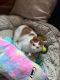 Domestic Shorthaired Cat Cats for sale in Oakdale, MN 55128, USA. price: NA