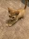 Domestic Shorthaired Cat Cats for sale in Indianapolis, IN, USA. price: $400