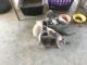 Domestic Shorthaired Cat Cats for sale in Visalia, CA, USA. price: NA