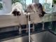 Domestic Shorthaired Cat Cats for sale in Ashburn, VA, USA. price: $120