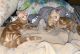 Domestic Shorthaired Cat Cats for sale in Glendale, AZ, USA. price: $50