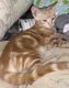 Domestic Shorthaired Cat Cats
