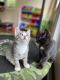 Domestic Shorthaired Cat Cats for sale in Rockland, MA, USA. price: $350