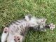 Domestic Shorthaired Cat Cats for sale in Jurupa Valley, CA, USA. price: $30