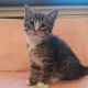 Domestic Shorthaired Cat Cats for sale in Westfield, MA 01085, USA. price: $220