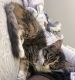 Domestic Shorthaired Cat Cats for sale in Calumet City, IL, USA. price: $55
