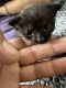Domestic Shorthaired Cat Cats for sale in Norfolk, VA, USA. price: $650