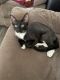 Domestic Shorthaired Cat Cats for sale in Tucson, AZ, USA. price: $50