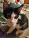 Domestic Shorthaired Cat Cats for sale in Brunswick Hills Township, OH, USA. price: $30
