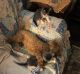 Domestic Shorthaired Cat Cats for sale in Springfield, MO, USA. price: NA