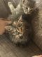 Domestic Shorthaired Cat Cats for sale in Charlotte, NC, USA. price: NA