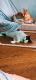 Domestic Shorthaired Cat Cats for sale in Zephyrhills, FL, USA. price: NA