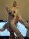 Domestic Shorthaired Cat Cats for sale in Las Vegas, NV, USA. price: $100