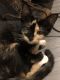Domestic Shorthaired Cat Cats for sale in Lake Worth, FL, USA. price: NA