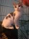 Domestic Shorthaired Cat Cats for sale in Greenville, SC, USA. price: $100