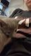 Domestic Shorthaired Cat Cats for sale in Miamisburg, OH, USA. price: $15
