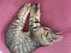 Domestic Shorthaired Cat Cats for sale in Corona, NY 11368, USA. price: $150