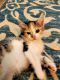Domestic Shorthaired Cat Cats for sale in Fort Wayne, IN, USA. price: NA