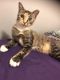 Domestic Shorthaired Cat Cats for sale in Lake Worth, FL, USA. price: NA