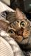 Domestic Shorthaired Cat Cats for sale in Hutto, TX 78634, USA. price: NA