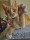 Domestic Shorthaired Cat Cats for sale in Chandler, AZ, USA. price: NA