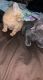 Domestic Shorthaired Cat Cats for sale in 6403 Stanwin Dr, Apopka, FL 32712, USA. price: NA