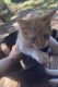 Domestic Shorthaired Cat Cats for sale in Nacogdoches, TX, USA. price: NA