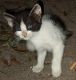 Domestic Shorthaired Cat Cats for sale in Chiefland, FL 32626, USA. price: NA