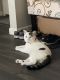 Domestic Shorthaired Cat Cats for sale in Santa Ana, CA 92707, USA. price: NA