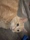Domestic Shorthaired Cat Cats for sale in Kalamazoo, MI, USA. price: $50