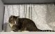 Domestic Shorthaired Cat Cats for sale in Staten Island, NY, USA. price: NA