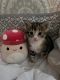 Domestic Shorthaired Cat Cats for sale in Las Vegas, NV, USA. price: $150