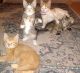 Domestic Shorthaired Cat Cats for sale in Osceola, IA 50213, USA. price: $2,000