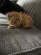 Domestic Shorthaired Cat Cats for sale in Rockford, MN, USA. price: $150