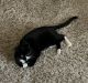 Domestic Shorthaired Cat Cats for sale in Phoenix, AZ 85051, USA. price: NA