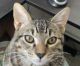 Domestic Shorthaired Cat Cats for sale in Deerfield Beach, FL 33442, USA. price: NA