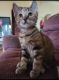 Domestic Shorthaired Cat Cats for sale in Burton, MI, USA. price: $25