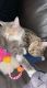 Domestic Shorthaired Cat Cats for sale in Troy, OH 45373, USA. price: $20
