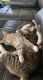 Domestic Shorthaired Cat Cats for sale in Troy, OH 45373, USA. price: NA