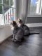 Domestic Shorthaired Cat Cats for sale in Greece, NY 14626, USA. price: NA