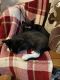 Domestic Shorthaired Cat Cats for sale in Niagara Falls, NY, USA. price: NA